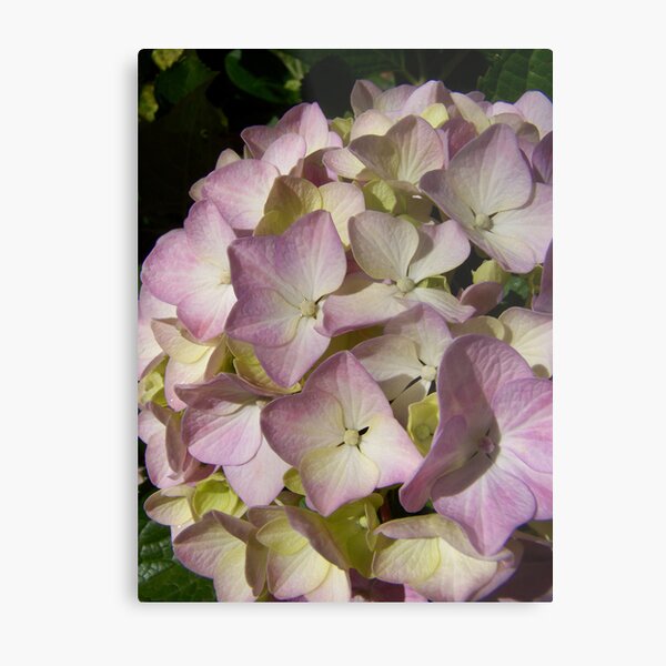 Purple Star`s Metal Print