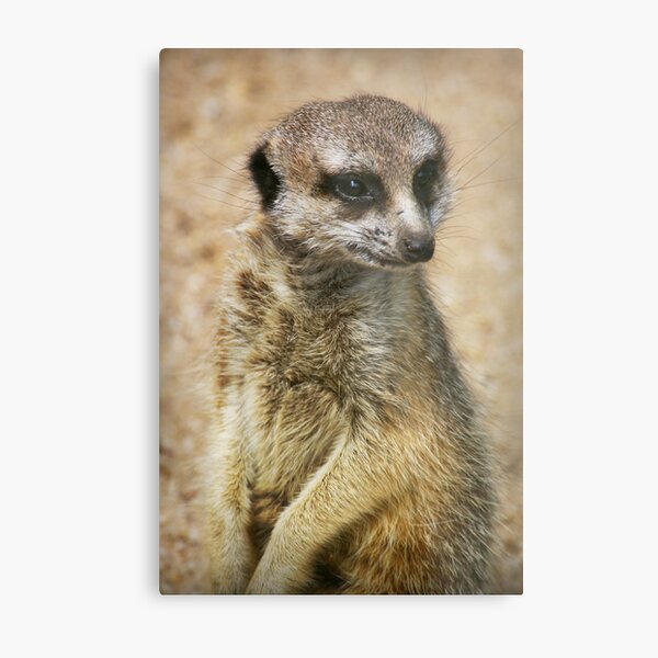 Vigilance Metal Print
