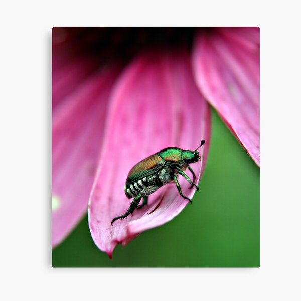 Japanese Beetle Canvas Print