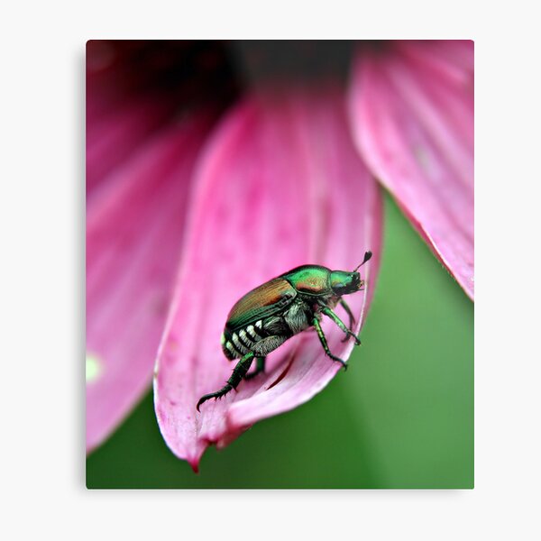 Japanese Beetle Metal Print