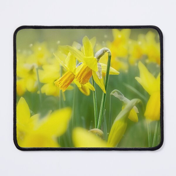 Item preview, Daffodils designed and sold by Alisonchambers2.