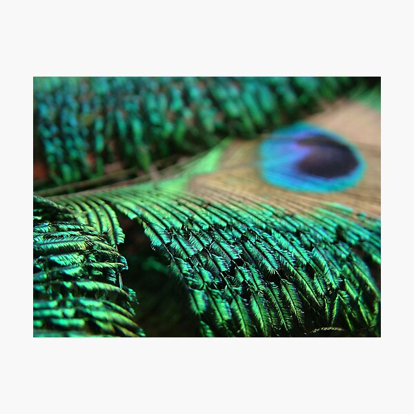 Item preview, Within a Feather designed and sold by Kerstin  Inga.