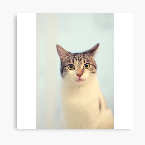Kitty Cat Portrait Canvas Print