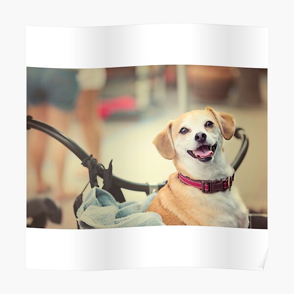Terrier Dog in Bicycle Basket Poster
