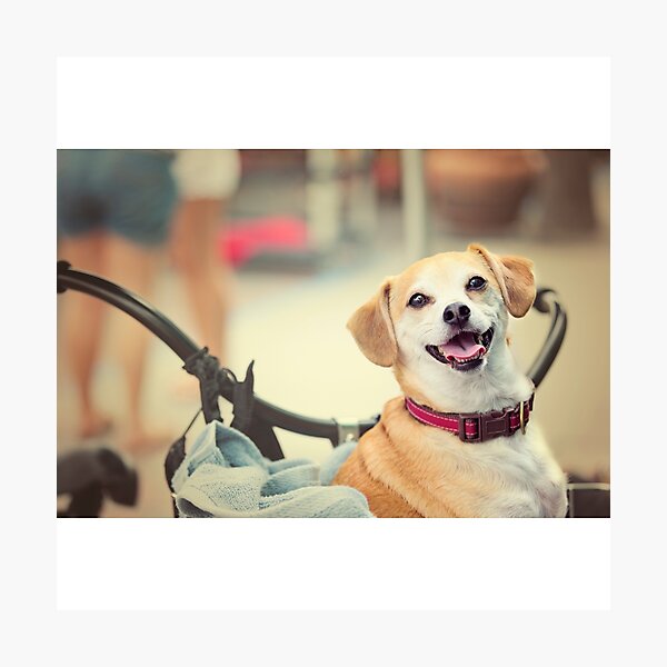Terrier Dog in Bicycle Basket Photographic Print