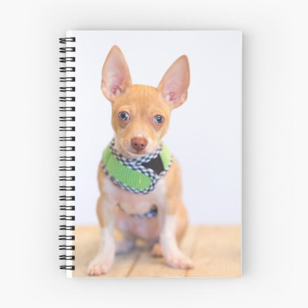 Item preview, Chihuahua Puppy Poses in New Outfit designed and sold by Susan Gary.