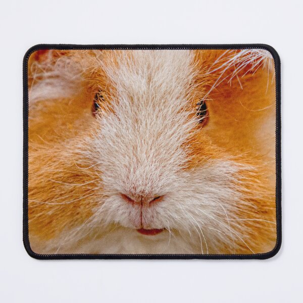 Item preview, Guinea Pig bad hair day designed and sold by Dalyndigital Photography.