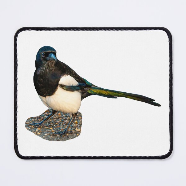 Item preview, Morning Mr Magpie designed and sold by Dalyndigital Photography.