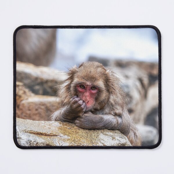 Item preview, Snow Monkey in Jigokudani Monkey Park designed and sold by aaronchoi.