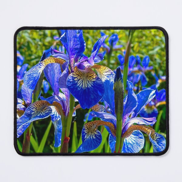 Item preview, Iris Blues designed and sold by Dalyndigital Photography.