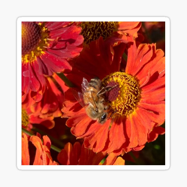Bee on Orange Sunflower Sticker