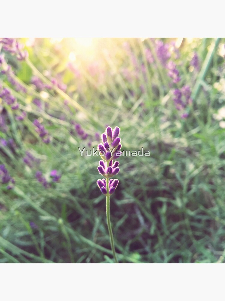 Thumbnail 3 of 3, Sticker, Lavender designed and sold by Yuko Yamada.