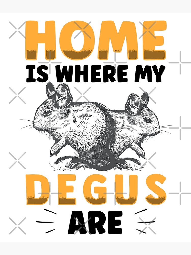 Degu is my home rodent stuffer rat