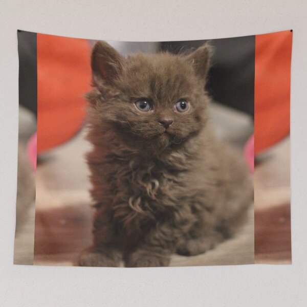 Item preview, Cat photo portrait sweet puppy Cats sweet eyes designed and sold by Coolstuff4you71.