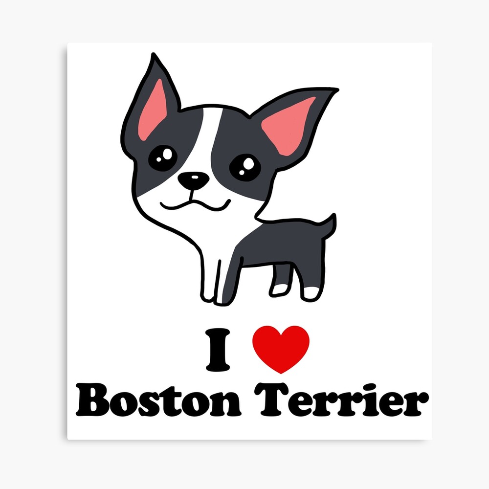 i love boston terriers