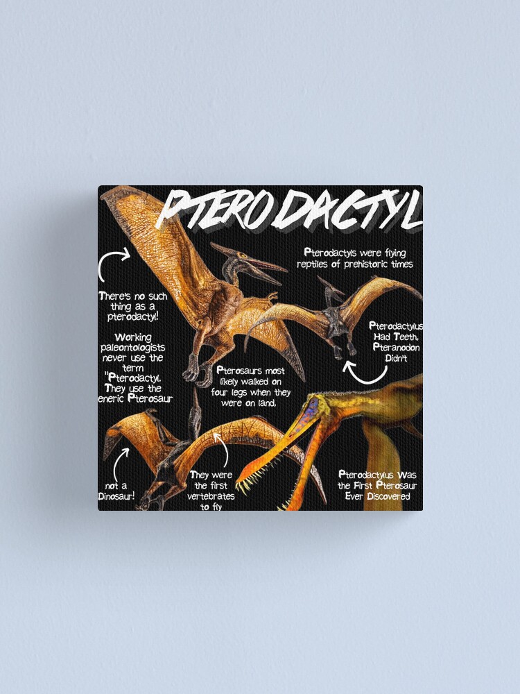 Pterodactyloidea Collection of Photo Prints and Gifts