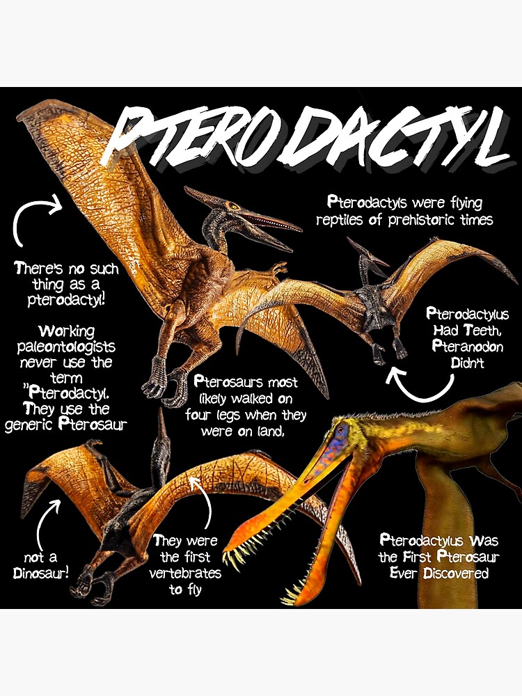 Pterodactyl Facts, Pictures & Information: Prehistoric Flying Reptile