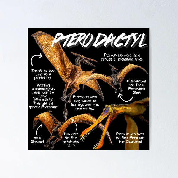 Pterosaur infographic  Prehistoric animals, Prehistoric creatures