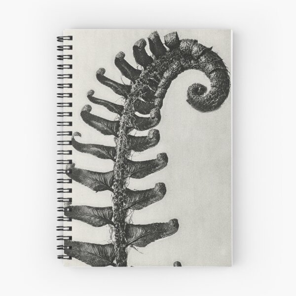 Artikelvorschau, Prickly Shield Farn Vintage Botanischer Druck von Karl Blossfeldt entworfen und verkauft von Pretty  Pixel.