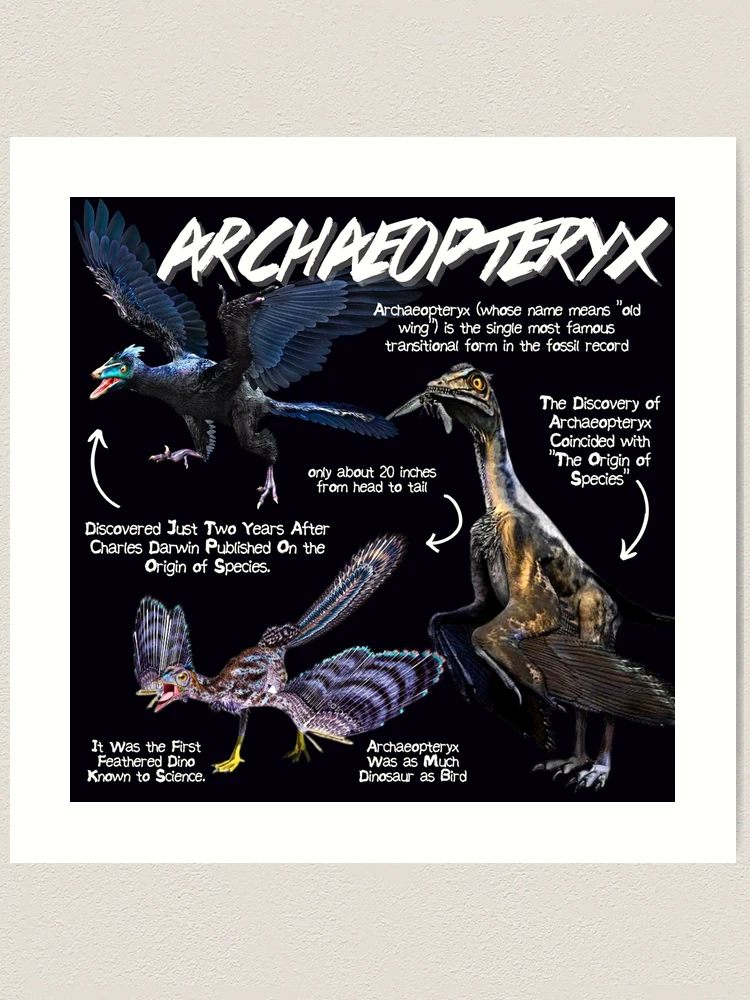 Archaeopteryx Fun Facts
