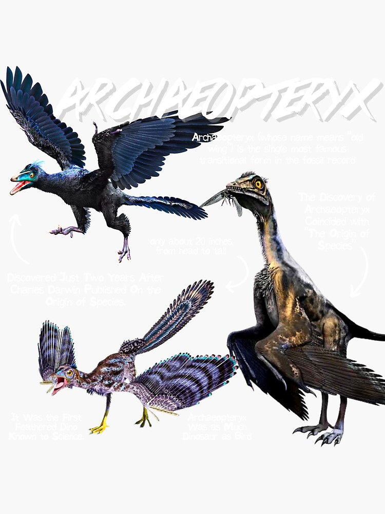 Archaeopteryx Fun Facts