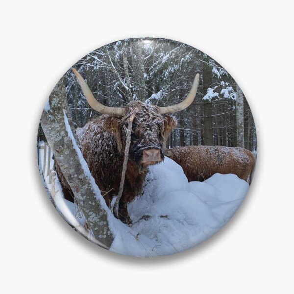 Item preview, Scottish Highland Cattle Cow 4205 designed and sold by SaarelaHighland.
