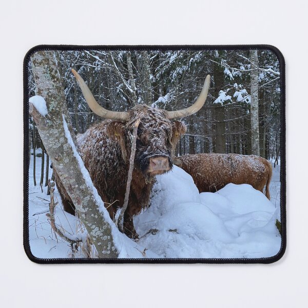 Item preview, Scottish Highland Cattle Cow 4205 designed and sold by SaarelaHighland.
