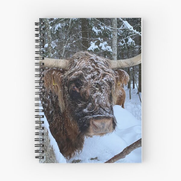 Item preview, Scottish Highland Cattle Cow 4206 designed and sold by SaarelaHighland.