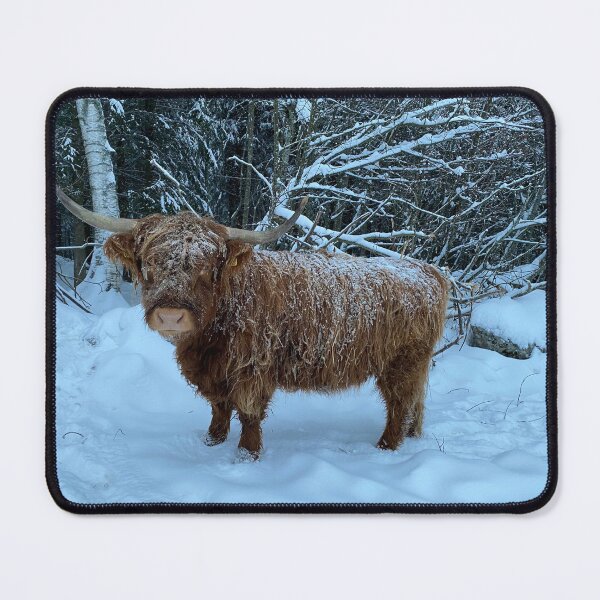 Item preview, Scottish Highland Cattle Cow 4207 designed and sold by SaarelaHighland.