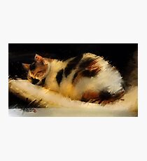 Beautiful Dreamer- Calico cat napping Photographic Print