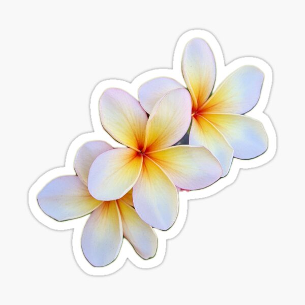 Item preview, Mango Delight separated 3 blooms designed and sold by FlossOrFi.