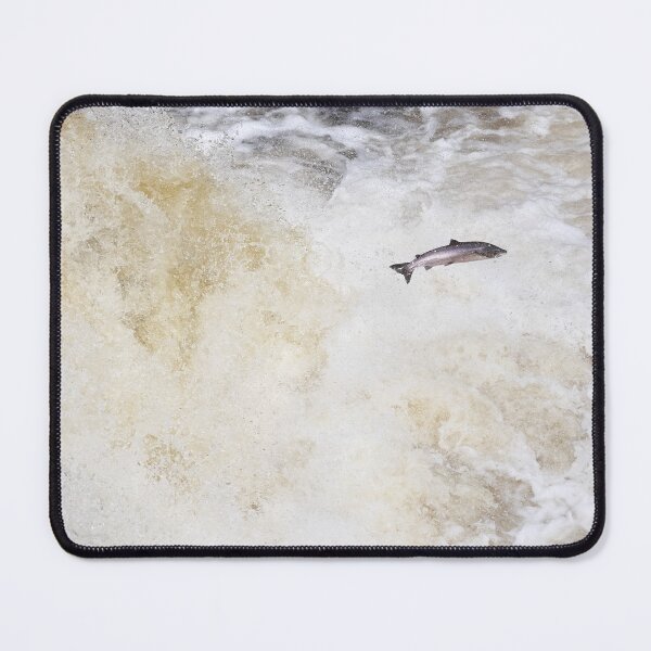 Item preview, Copy of large male atlantic salmon fish designed and sold by chanonry.