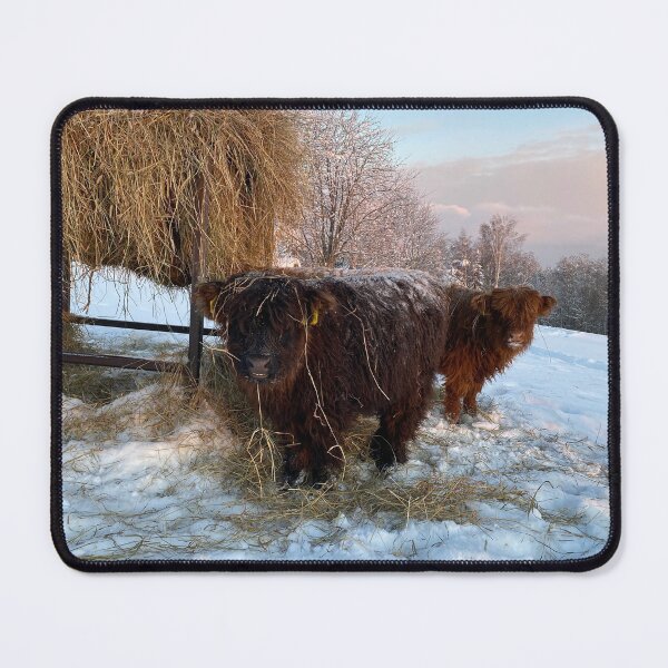 Item preview, Scottish Highland Cattle Calves 4213 designed and sold by SaarelaHighland.