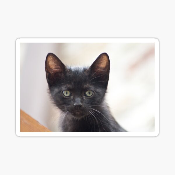 black kitten portrait Sticker