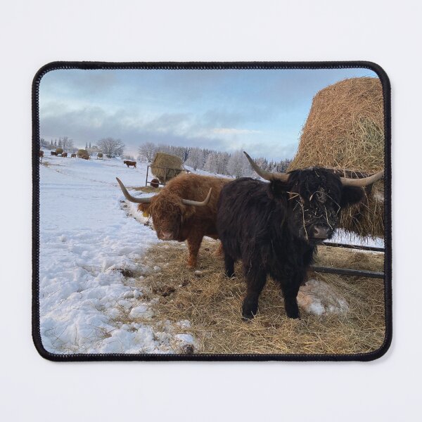 Item preview, Scottish Highland Cattle Cows 4225 designed and sold by SaarelaHighland.