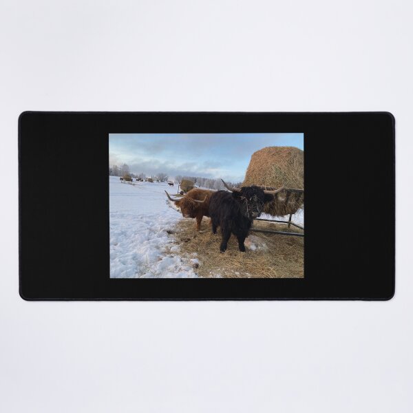 Item preview, Scottish Highland Cattle Cows 4225 designed and sold by SaarelaHighland.