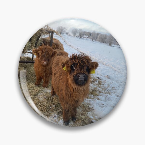 Item preview, Scottish Highland Cattle Calves 4227 designed and sold by SaarelaHighland.