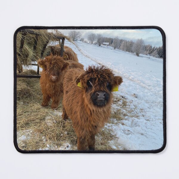 Item preview, Scottish Highland Cattle Calves 4227 designed and sold by SaarelaHighland.
