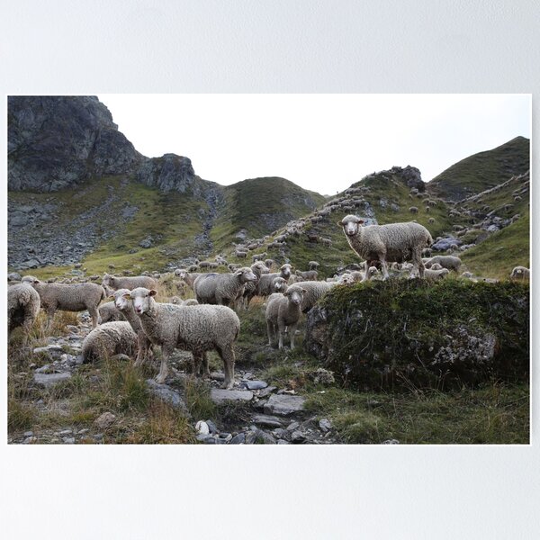 Item preview, sheep in the mountains designed and sold by orgal2.