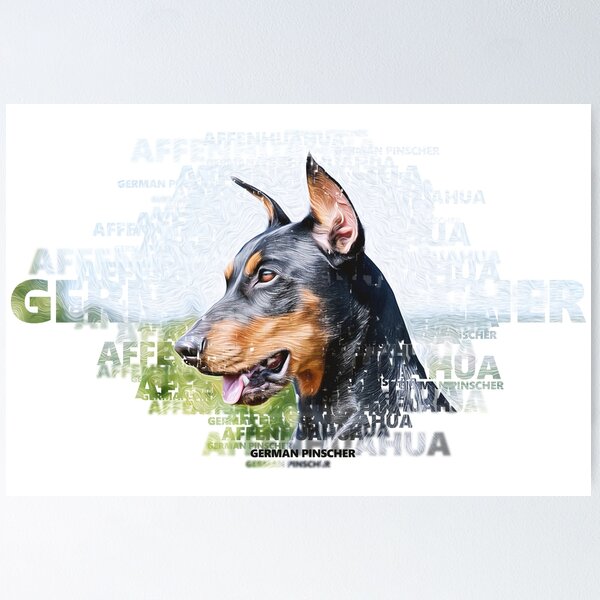 Aff best sale pinscher dog