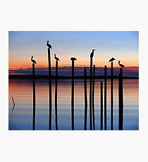 Seven Birds at Dusk Photographic Print