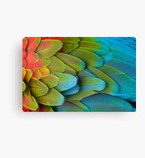 Parrot feathers Canvas Print