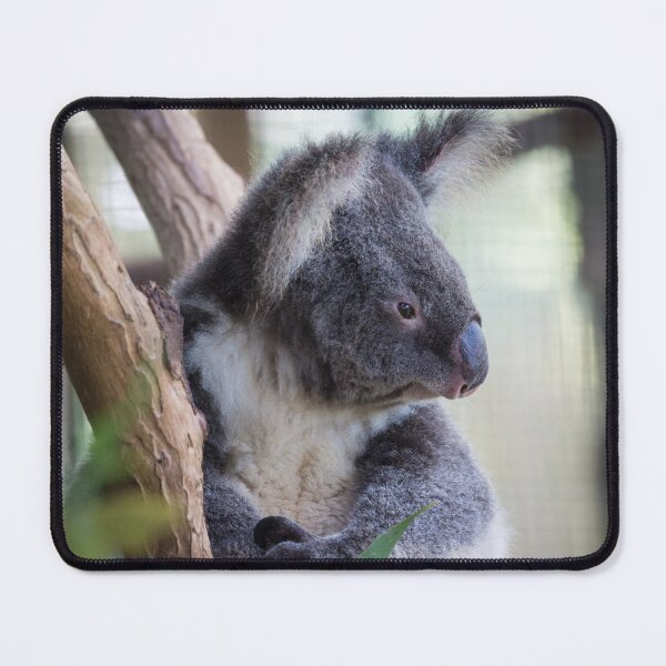 Item preview, Slumbering in the Eucalyptus designed and sold by Warren Morgan.