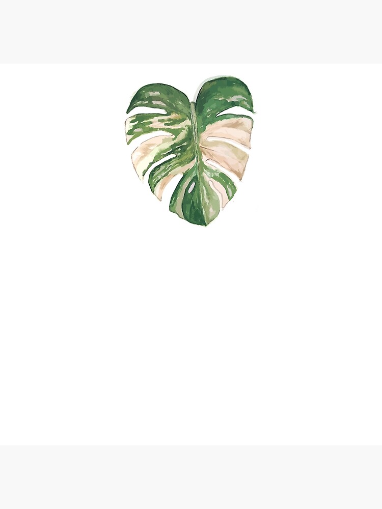 Albino Monstera Plant outlet Painting!