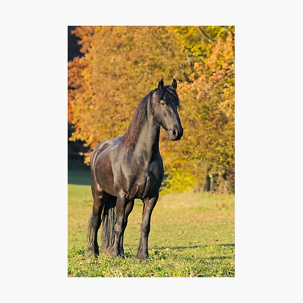Friese im Herbst Fotodruck