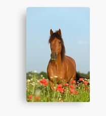 Paso Fino Pferd im Mohnfeld Canvas Print