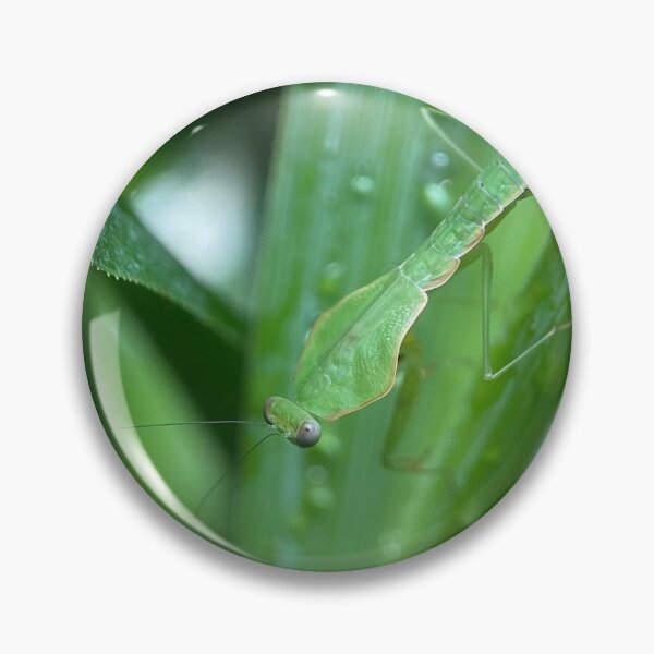 Item preview, Shield Mantis  designed and sold by Reptillery.