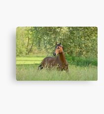 Paso Fino Hengst Canvas Print