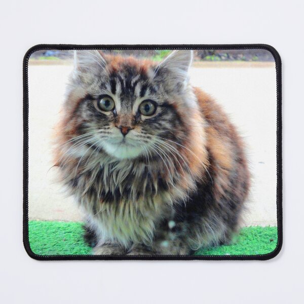 Item preview, ANIMALS #103 - Adorable Fluffy Plump Kitten in Expectation designed and sold by DEL-Productions.