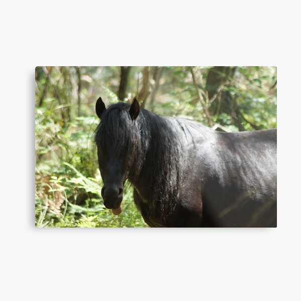 Item preview, Cheeky Brumby Stallion designed and sold by jessfleming.
